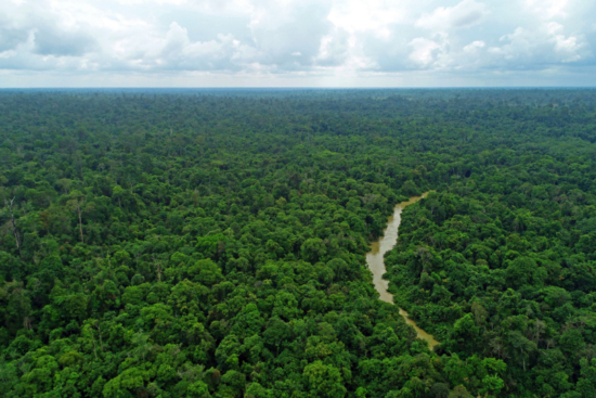 Aerial view of a tropical rainforest with a winding river