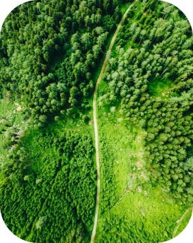 Forest road