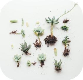 Seeds and plants